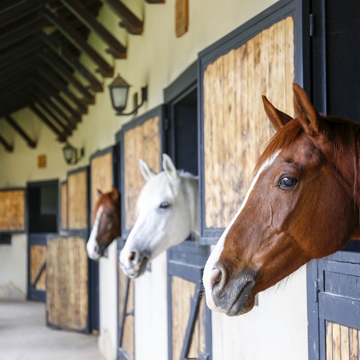 Line of horses in their stalls